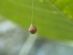 Theridiosoma