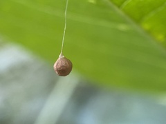 Theridiosoma