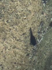 Anaxyrus boreas halophilus