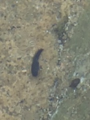 Anaxyrus boreas halophilus