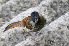 Ianthocincla ocellata