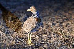 Pedionomus torquatus