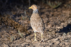 Pedionomus torquatus