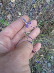 Campanula prenanthoides