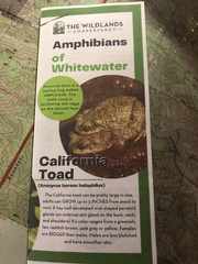 Anaxyrus boreas halophilus