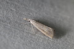 Haimbachia placidellus