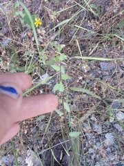 Campanula prenanthoides