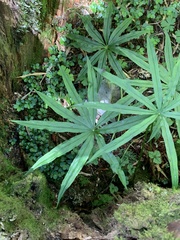 Arisaema consanguineum