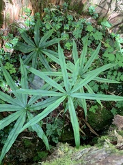 Arisaema consanguineum
