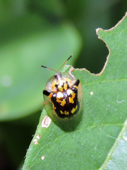 Deloyala lecontei