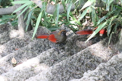 Trochalopteron milnei