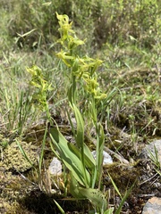 Platanthera mandarinorum pachyglossa