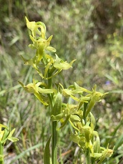 Platanthera mandarinorum pachyglossa