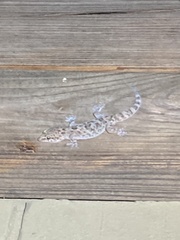 Hemidactylus turcicus