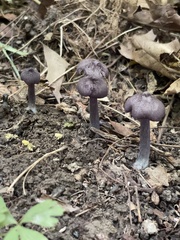 Entoloma violaceum