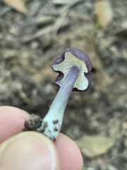 Entoloma violaceum
