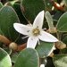 Correa alba - Photo (c) dracophylla,  זכויות יוצרים חלקיות (CC BY-NC-SA)