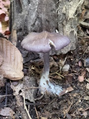 Entoloma violaceum