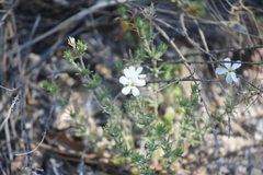 Leptosiphon floribundus