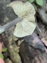 Entoloma violaceum