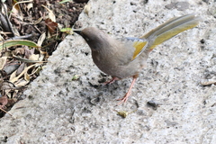 Trochalopteron elliotii