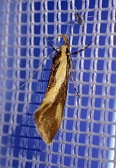 Harpella forficella