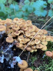Xeromphalina