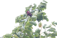 Carpodacus vinaceus