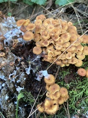 Xeromphalina