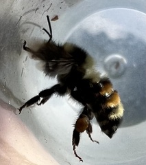 Bombus bifarius