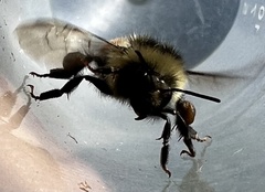 Bombus bifarius
