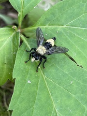 Laphria divisor