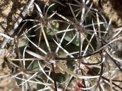 Sclerocactus cloverae