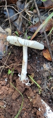 Amanita vaginata vaginata