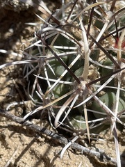 Sclerocactus cloverae