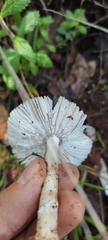 Amanita vaginata vaginata