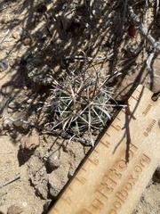 Sclerocactus cloverae
