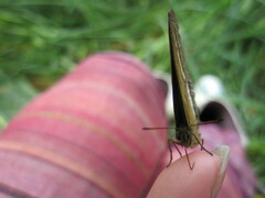 Yphthimoides maepius