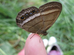 Yphthimoides maepius