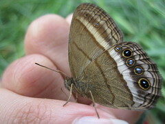 Yphthimoides maepius