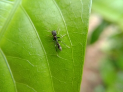 Myrmarachne melanocephala