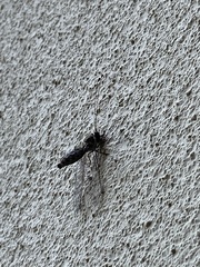 Ululodes quadripunctatus