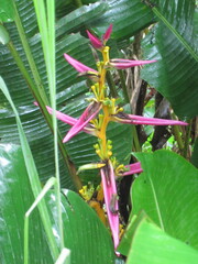 Heliconia aemygdiana