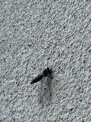 Ululodes quadripunctatus