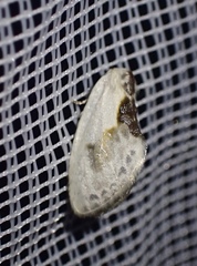 Cilix glaucata