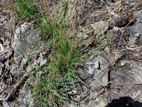 Carolina foxtail (Alopecurus carolinianus)
