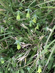 Codonopsis kawakamii