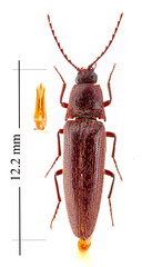 Melanotus sagittarius