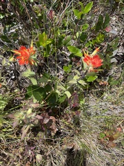 Castilleja litoralis