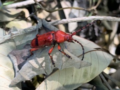 Dicelosternus corallinus